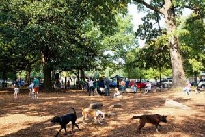 City of Memphis Dog Park